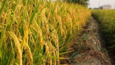 稻米粮仓区开发并非失败　砂部长：分阶段进行