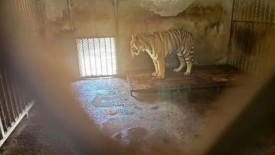 中国动物园爆“养死20东北虎”尸体堆冷藏室